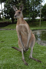 0824 Wildlife Habitat Port Douglas